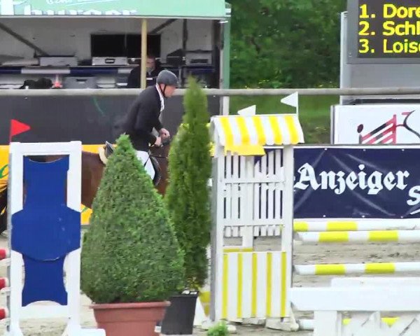 jumper Barla (KWPN (Royal Dutch Sporthorse), 2006, from Verdi)