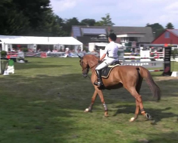 jumper Perfect Persuasion (Hanoverian, 2007, from Perigueux)