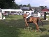 jumper Perfect Persuasion (Hanoverian, 2007, from Perigueux)