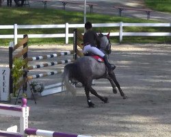 Springpferd Vingista (KWPN (Niederländisches Warmblut), 2007, von Vingino)