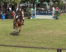 jumper Locomino (Oldenburg show jumper, 2007)