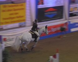 jumper Little Spirit 2 (Oldenburg show jumper, 2000, from Landsieger I)