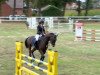 broodmare Leela Kay (Oldenburg show jumper, 2007, from Luxius)