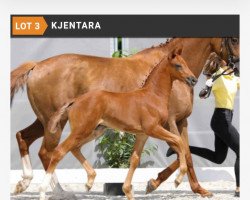 dressage horse Kjentara (Hanoverian, 2021, from Kjento)