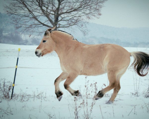 Zuchtstute Mara (Fjordpferd, 2001, von Mosby BPH)