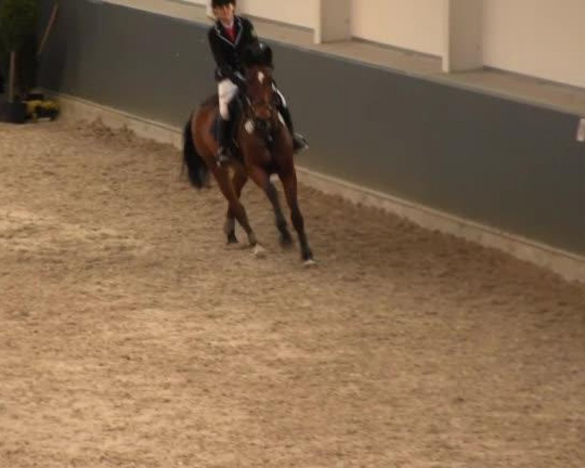 Springpferd Quite Classic (Rheinländer, 2007, von Quite Capitol)