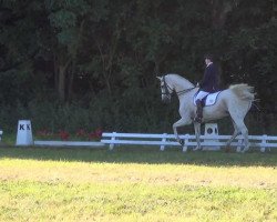 dressage horse Calvelino (Holsteiner, 1996, from Corofino I)