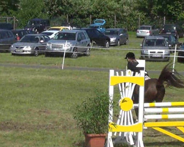 jumper Elise 16 (German Riding Pony, 1994, from Corrado 31)