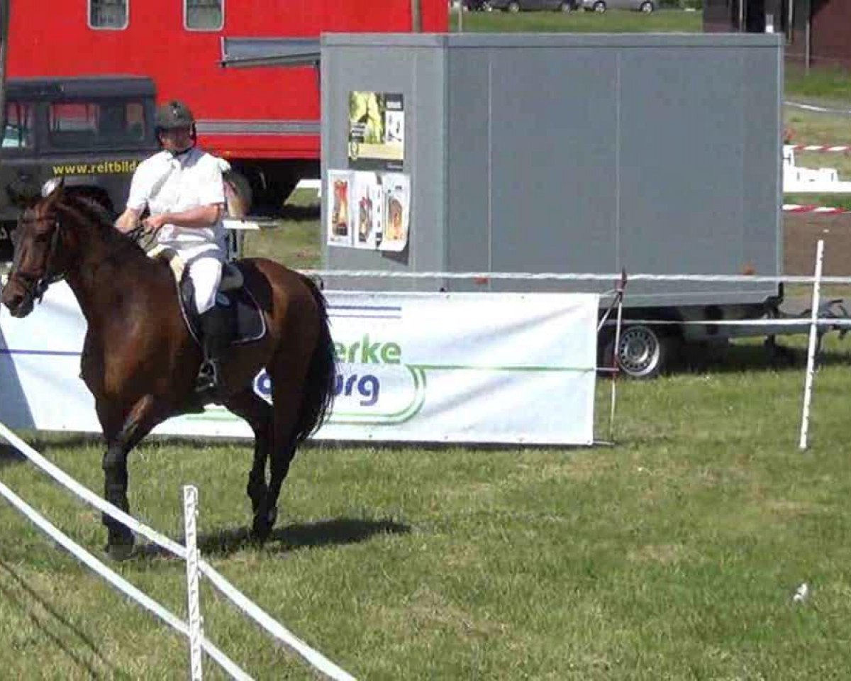 Zuchtstute La Jolie 39 (Holsteiner, 2001, von Equest Carnute)