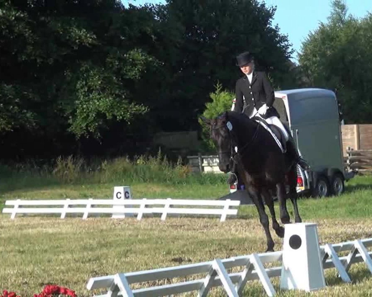 dressage horse Nuit (Hanoverian, 2000, from Espri)