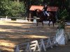 dressage horse Rubin Brillant (Hanoverian, 2005, from Rubin Royal OLD)