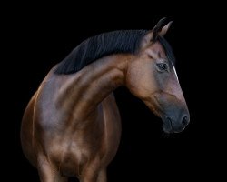 dressage horse Navana Stella (German Riding Pony, 2009, from Nagano)