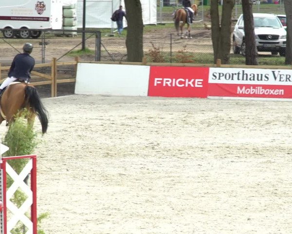FEI Reitturnier Westergellersen (GER) 2021