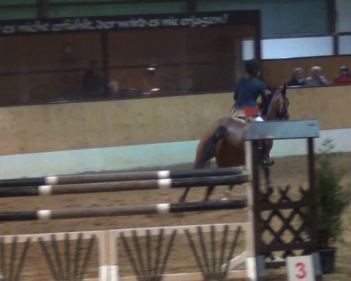 broodmare Con Air's Caissy W (Holsteiner, 2003, from Con Air)
