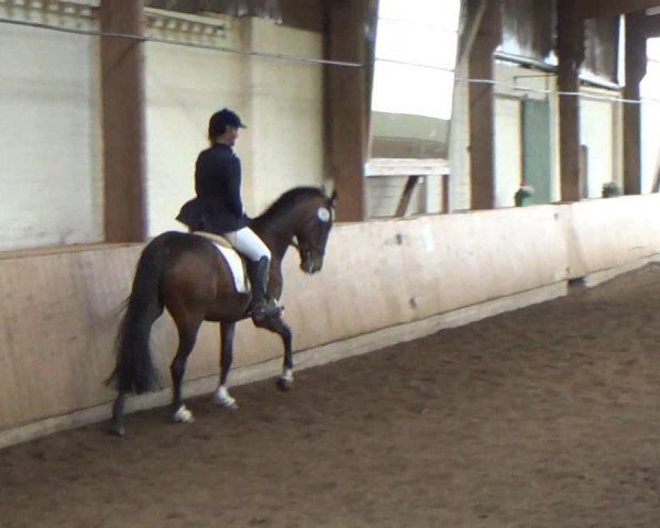 dressage horse Grandy Man (Hanoverian, 1994, from Grand Royal)