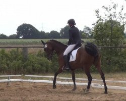 broodmare Miss Lou Lou (Trakehner, 2005, from Buddenbrock)