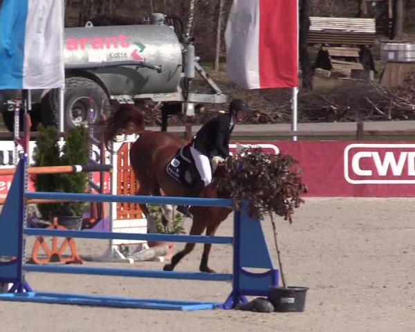 FEI Reitturnier Westergellersen (GER) 2021