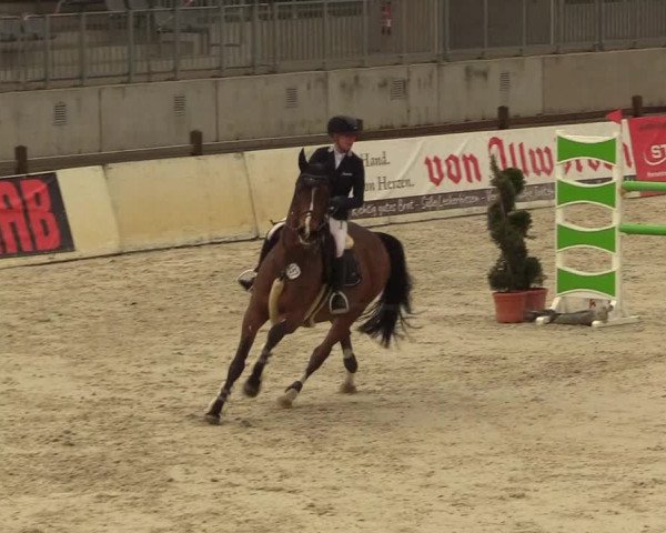 FEI Reitturnier Westergellersen (GER) 2021