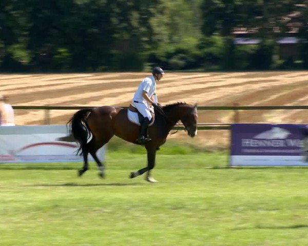 Springpferd Chambertin's Girl (Oldenburger, 2005, von Chambertin)