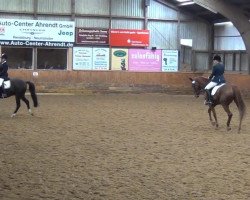 dressage horse Samson 430 (Arabian, 1997, from Remon AA)