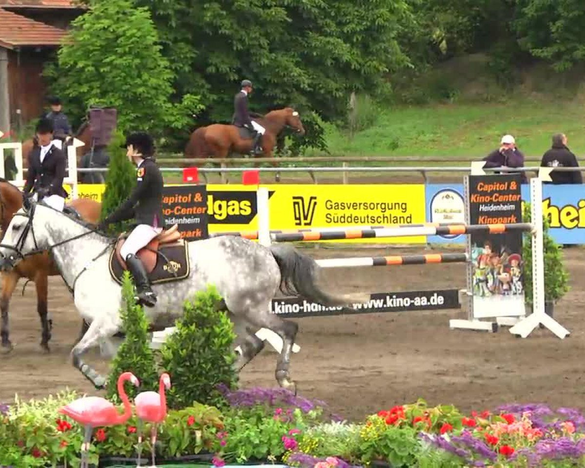 broodmare Visacard (Holsteiner, 2005, from Clearway)