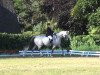 dressage horse Luitschi (Holsteiner, 1999, from Linaro)