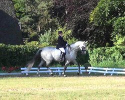 dressage horse Luitschi (Holsteiner, 1999, from Linaro)