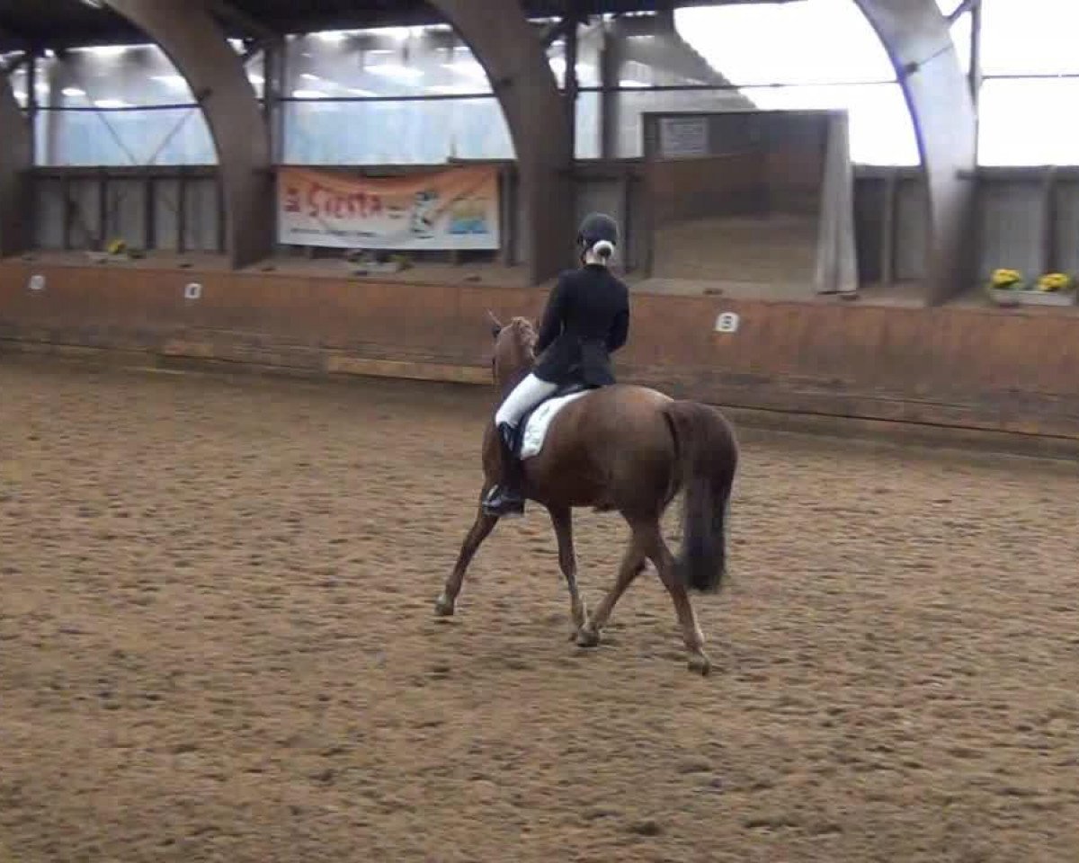 Dressurpferd Alf 251 (Deutsches Reitpony, 1997)