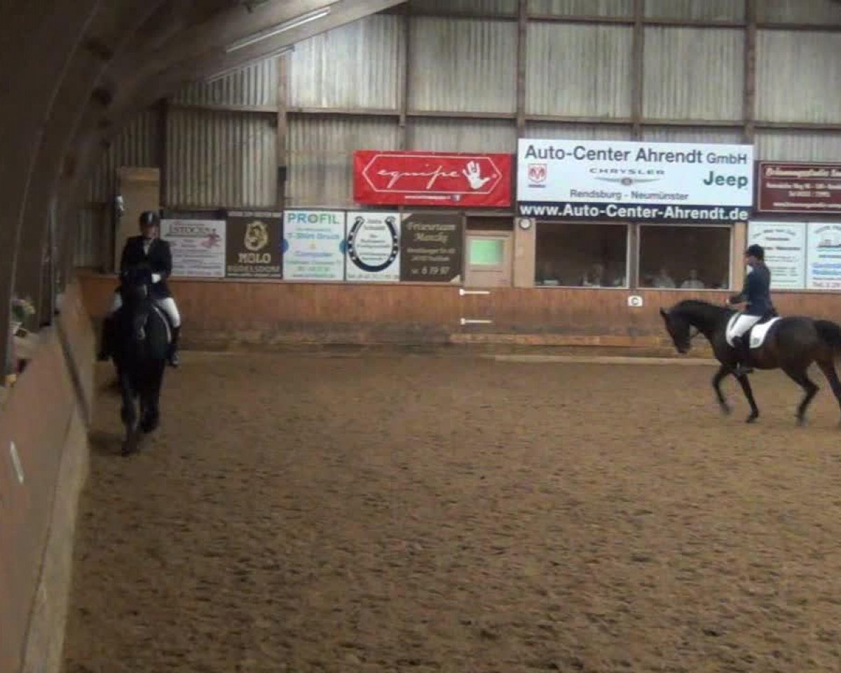 stallion Taso 3 (Friese, 1999, from Tjerk)