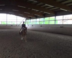 dressage horse Rachel 69 (Hanoverian, 2006, from Royal Blend)