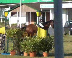 jumper Lady Dieksand (Holsteiner, 2006, from Casall Ask)