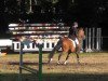 jumper Leo Libertyno (Hessian Warmblood, 2000, from Le Cou Cou)