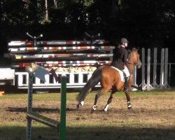 jumper Leo Libertyno (Hessian Warmblood, 2000, from Le Cou Cou)