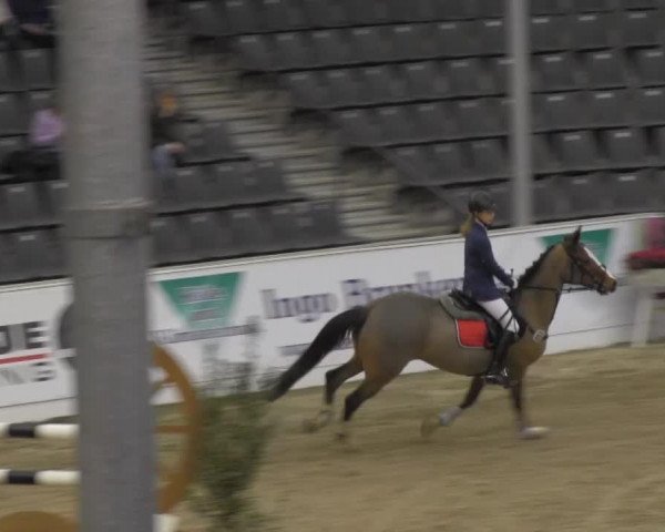jumper Bettize de la Boverie (Belgian Riding Pony, 1997, from Norton de la Boverie)