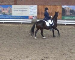 dressage horse Nordwind (German Riding Pony, 1996, from Neptun-Henry)