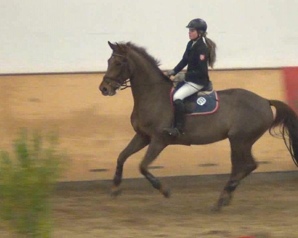 jumper As you like it 5 (Hanoverian, 2004, from Acorado I)