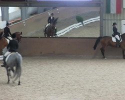 dressage horse Levantino9 (Holsteiner, 1998, from Levantos I)