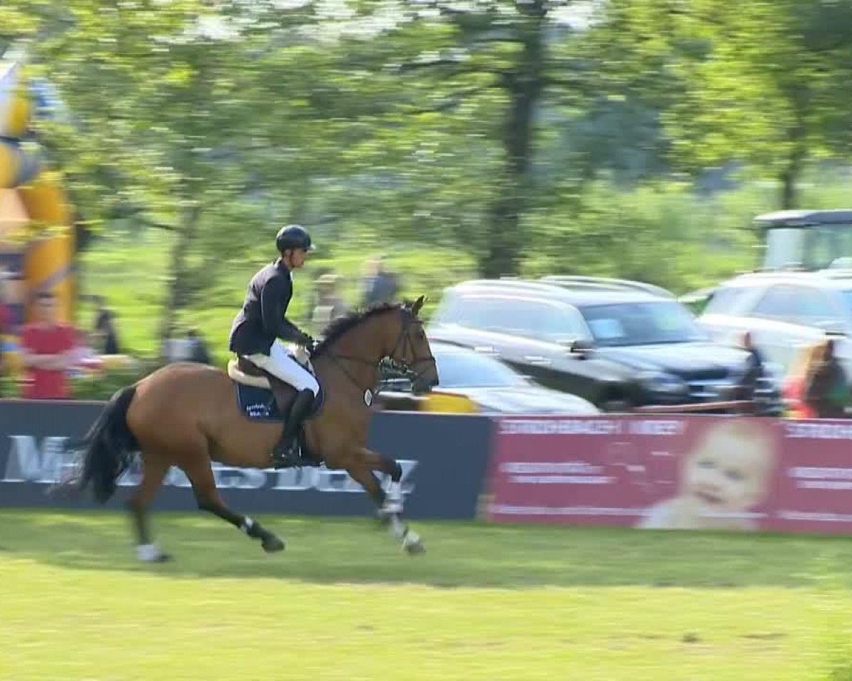 Springpferd Scully 35 (Hannoveraner, 2006, von Stakkato)
