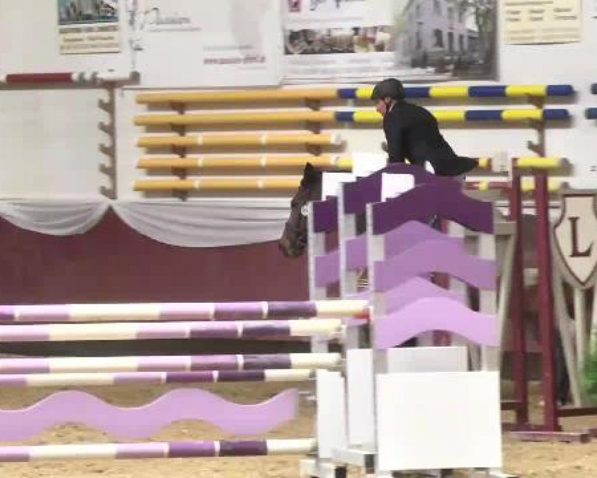jumper Cando 5 (Oldenburg show jumper, 2005, from Campbell)