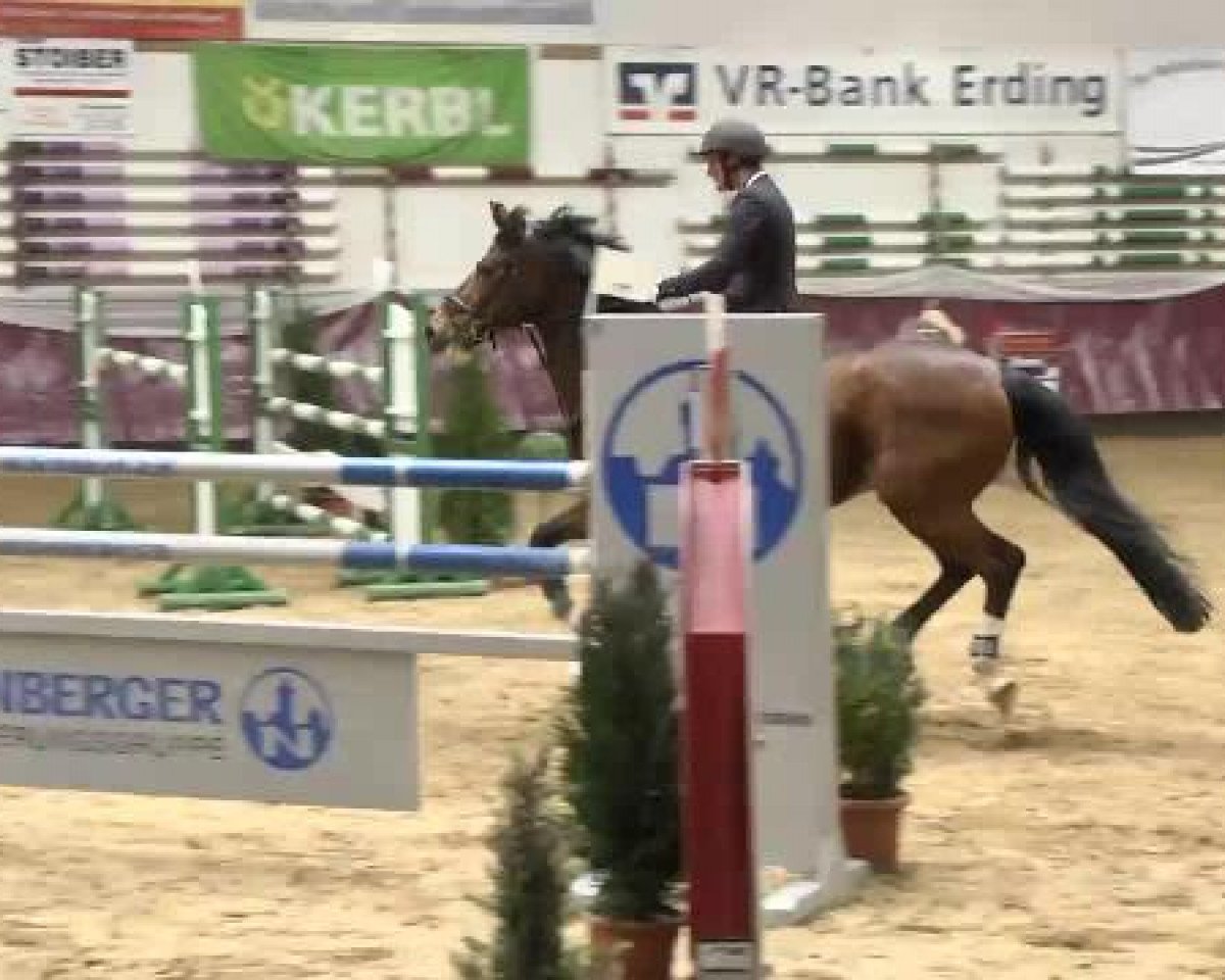 jumper Quel Beau 3 (Bavarian, 2003, from Quidam de Revel)