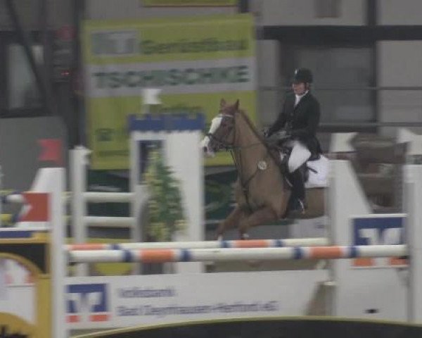 jumper Schnehwittchen (Hanoverian, 2007, from Stakkato)