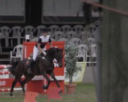 jumper Bandit Tom Crox (German Riding Pony, 2005, from Boticelli 4)