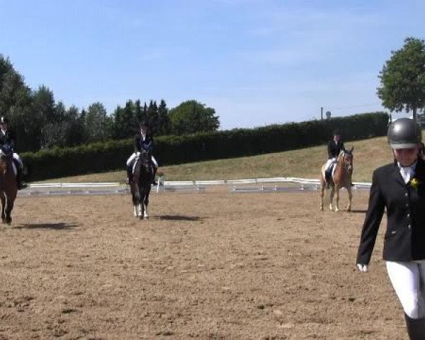 dressage horse Willow (Haflinger, 2007, from World Cup (0,78% ox))