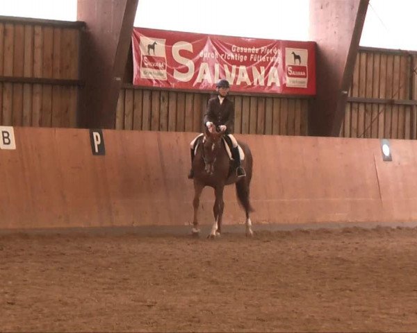dressage horse Red Hot Erna (Westphalian, 2007, from Riccio)