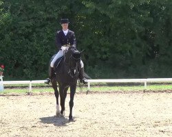 dressage horse San Hallo (Oldenburg, 2002, from Sandro Hit)