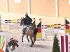 Springpferd Eclair van de Hille (Belgisches Warmblut, 2004, von Baloubet du Rouet)