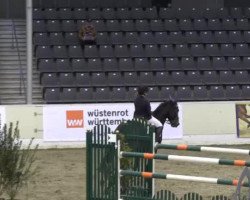 jumper Enjoy-It (Nederlands Rijpaarden en Pony, 2000, from Bachelor NH)