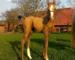 dressage horse Hengst von Dragostea Din Tei (German Riding Pony, 2015, from Dragostea Din Tei)