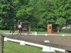 dressage horse Que (German Sport Horse, 2006, from Quaterman I)