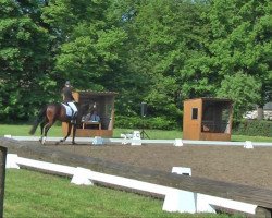 dressage horse Que (German Sport Horse, 2006, from Quaterman I)